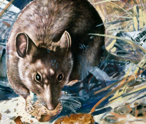 КОФЕЙНАЯ МЫШЬ