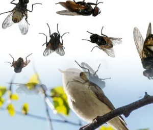 Птица — она не дура