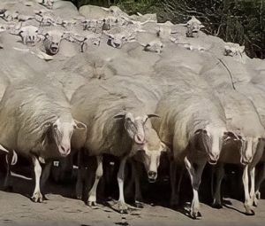 Бараний мир…