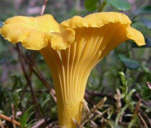 Грибы в апреле…