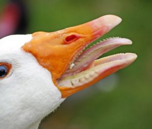 Гусь на роскошь